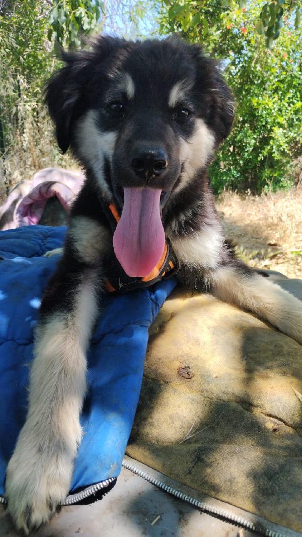 Elian Splendido Dolce Cucciolo Simil Pastore Cerca Casa 