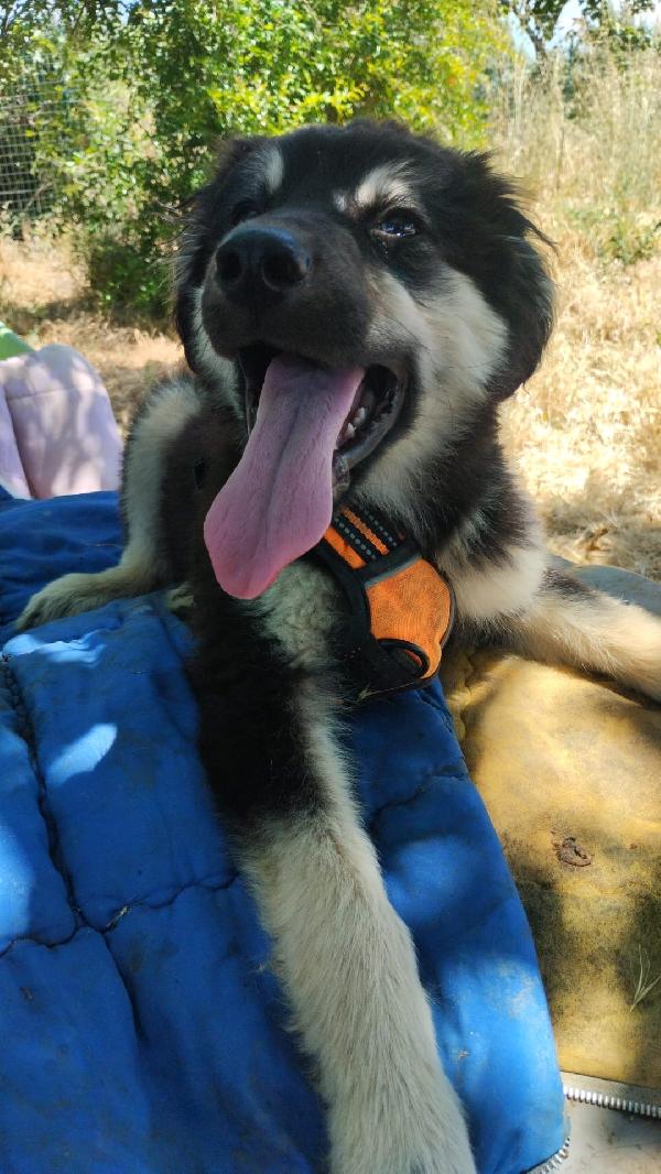 Elian splendido dolce cucciolo simil pastore cerca casa  Foto 2