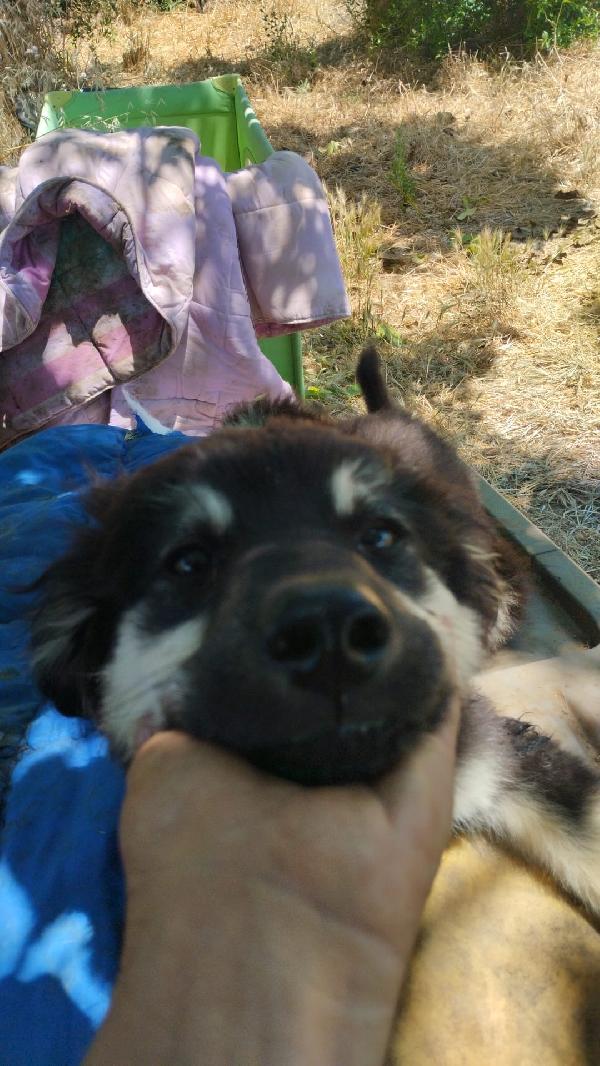Elian splendido dolce cucciolo simil pastore cerca casa  Foto 3