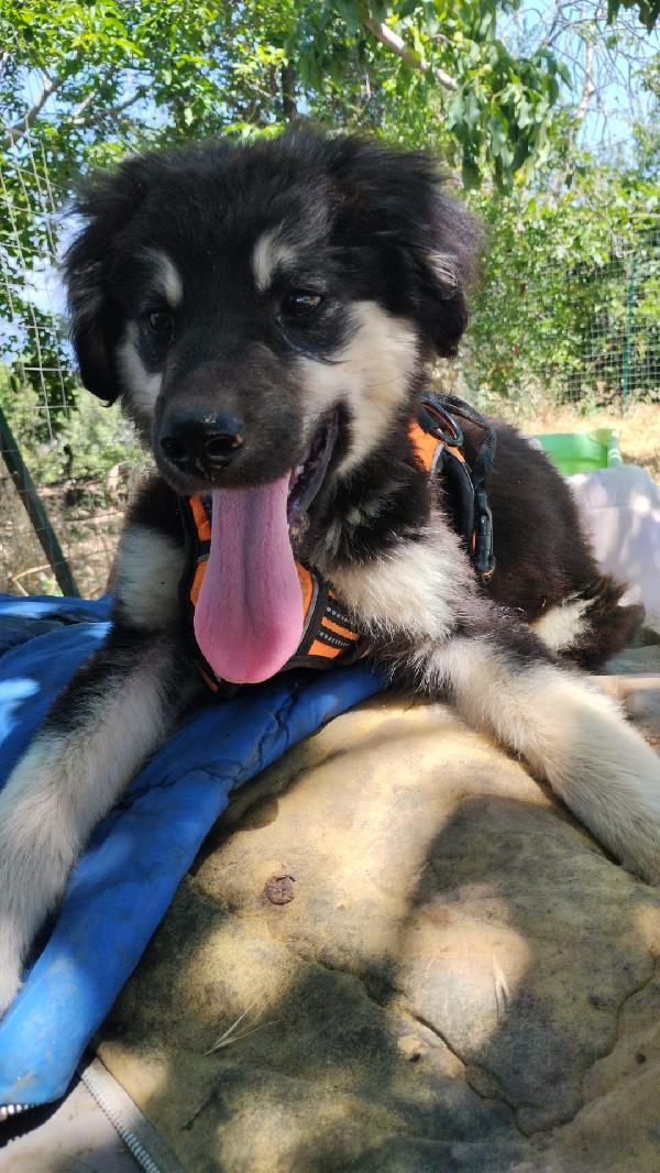 Elian splendido dolce cucciolo simil pastore cerca casa  Foto 4