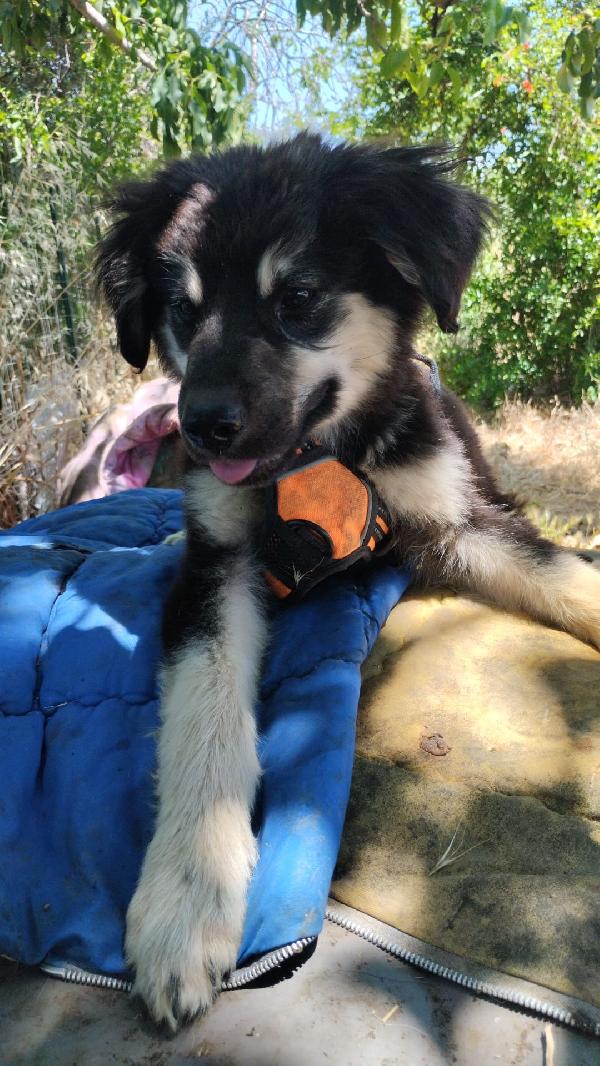 Elian splendido dolce cucciolo simil pastore cerca casa  Foto 5