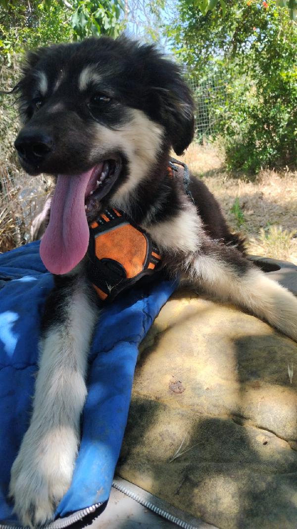 Elian splendido dolce cucciolo simil pastore cerca casa  Foto 6