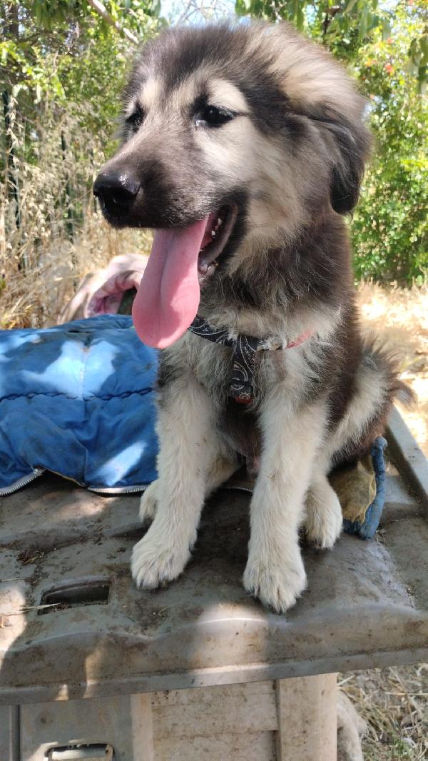 Axel meraviglioso dolce cucciolo simil pastore cerca casa  Foto 2