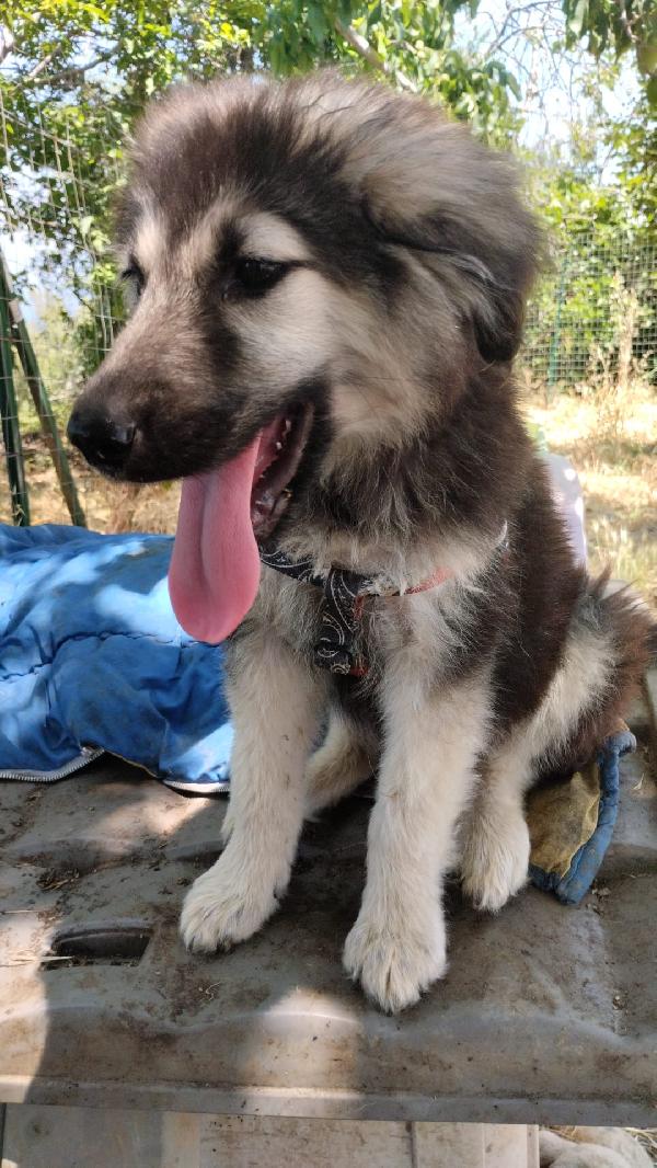 Axel meraviglioso dolce cucciolo simil pastore cerca casa  Foto 3