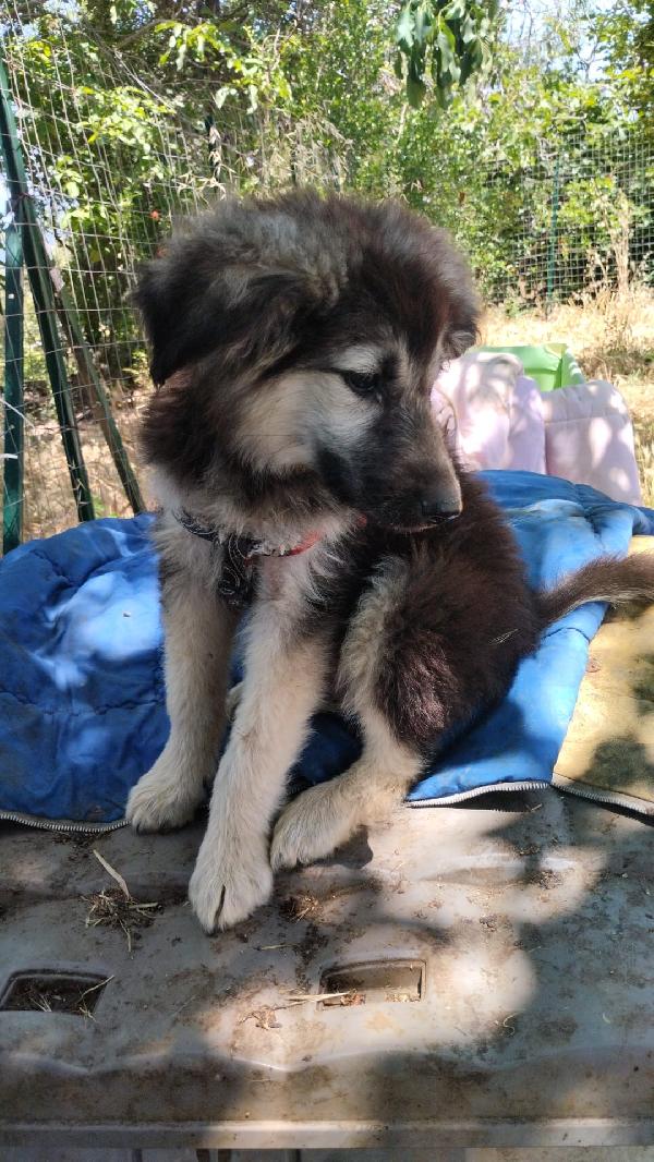 Axel meraviglioso dolce cucciolo simil pastore cerca casa  Foto 4