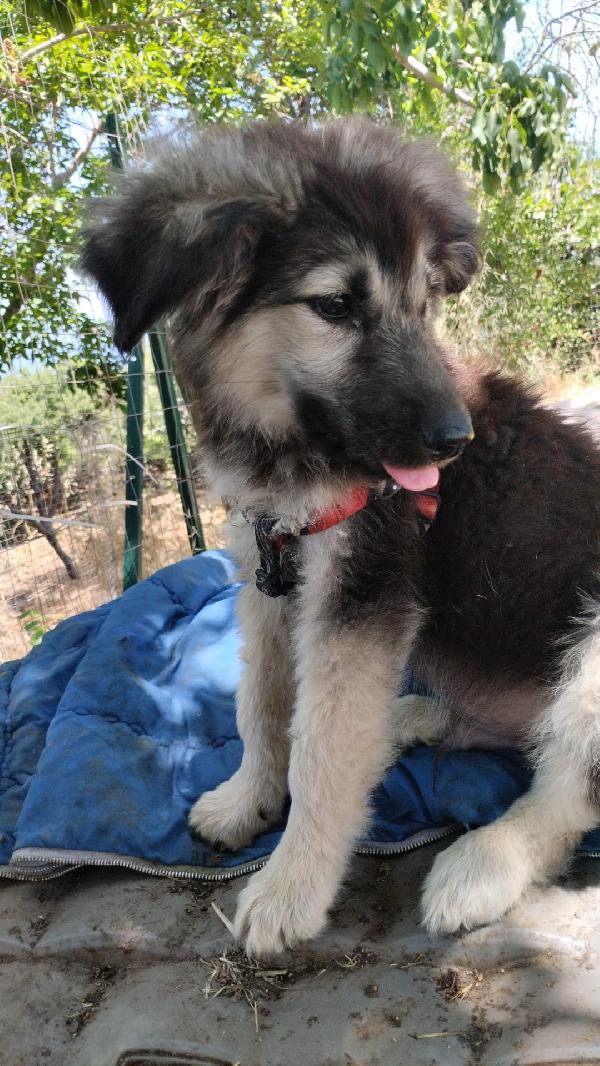 Axel meraviglioso dolce cucciolo simil pastore cerca casa  Foto 5