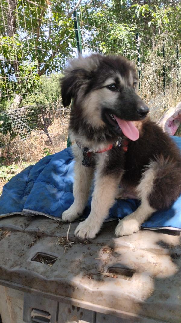 Axel meraviglioso dolce cucciolo simil pastore cerca casa  Foto 7