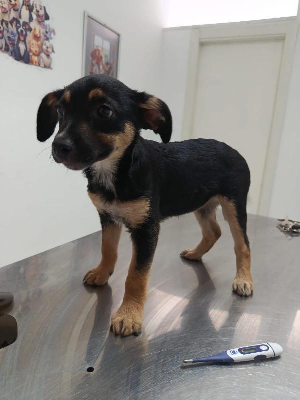 Cucciola Tg Medio Piccola A Salerno 
