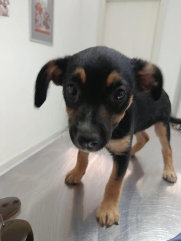 Cucciola tg medio piccola a Salerno  Foto 2