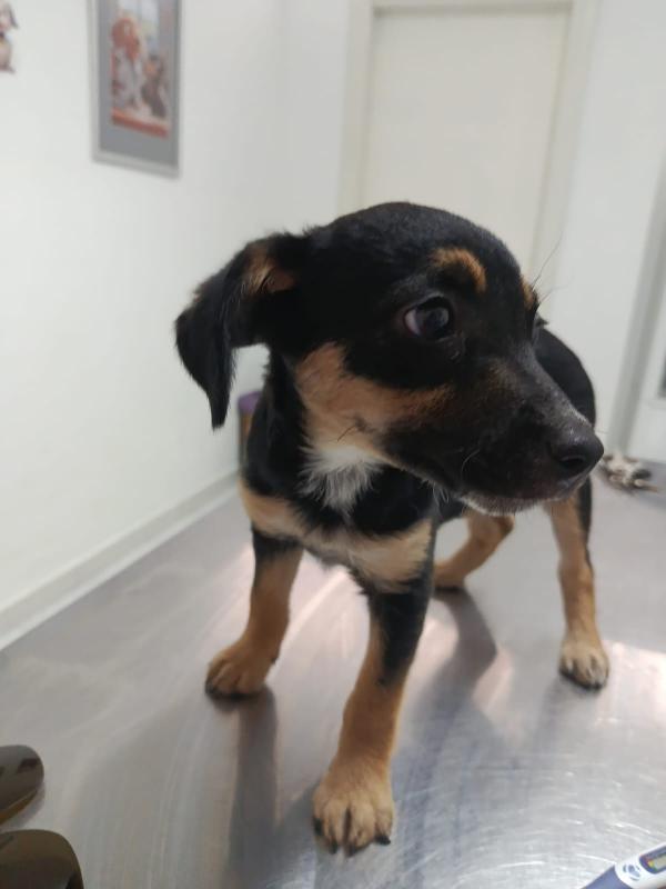 Cucciola tg medio piccola a Salerno  Foto 3