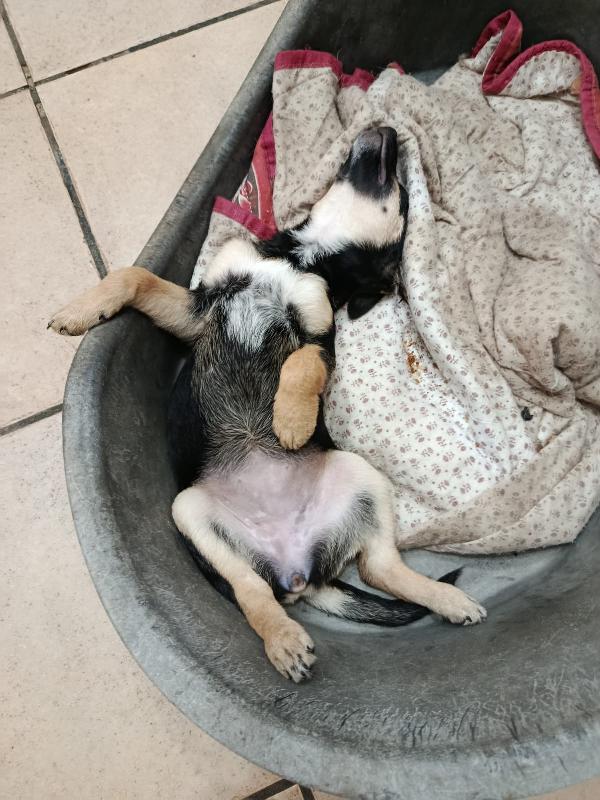 Cucciola tg medio piccola a Salerno  Foto 4