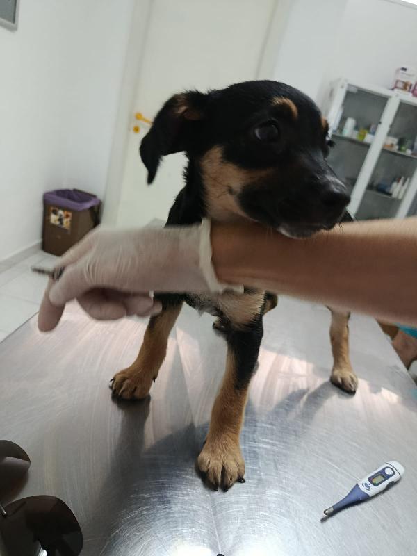 Cucciola tg medio piccola a Salerno  Foto 5