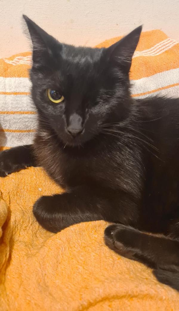 BEA: MICINA DI 9 MESI CERCA FAMIGLIA Foto 2