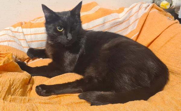 BEA: MICINA DI 9 MESI CERCA FAMIGLIA Foto 4