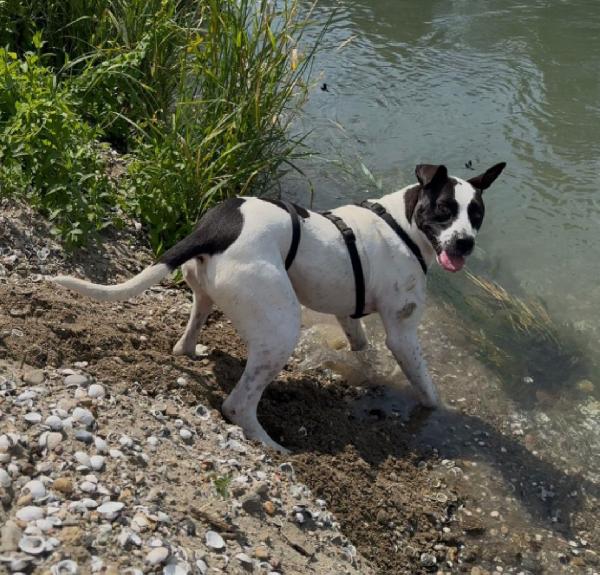 Alice 2anni mix molossina lo stallo è finito!! PIACENZA Foto 7