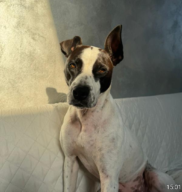 Alice 2anni mix molossina lo stallo è finito!! PIACENZA Foto 8