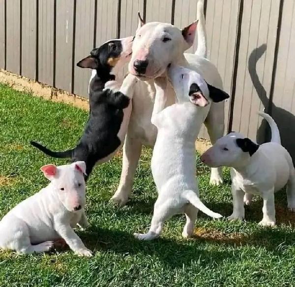 Cuccioli di Miniature Bull Terrier (maschi e femmine)