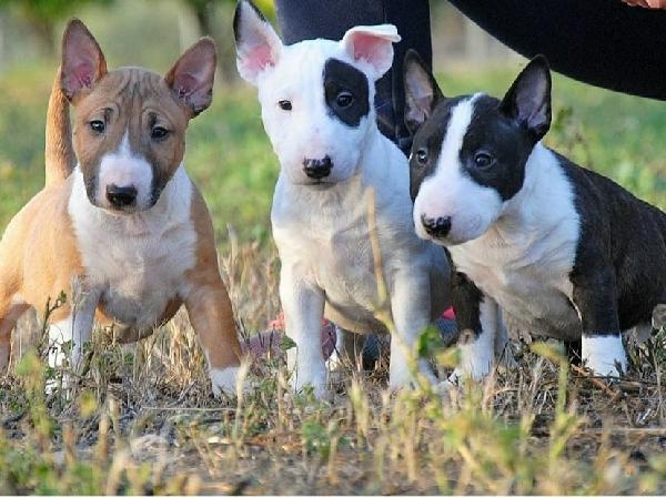 Cuccioli di Miniature Bull Terrier (maschi e femmine) - media 2