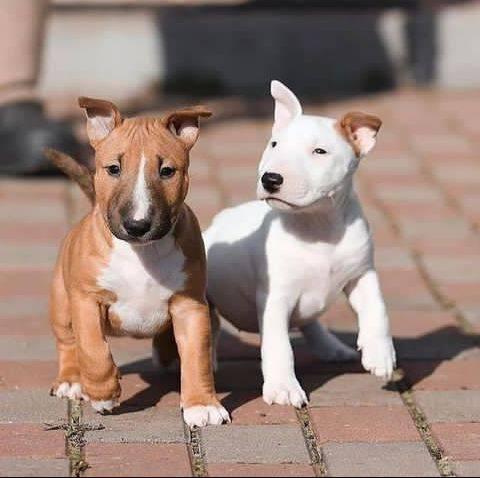 Cuccioli di Miniature Bull Terrier (maschi e femmine) - media 3