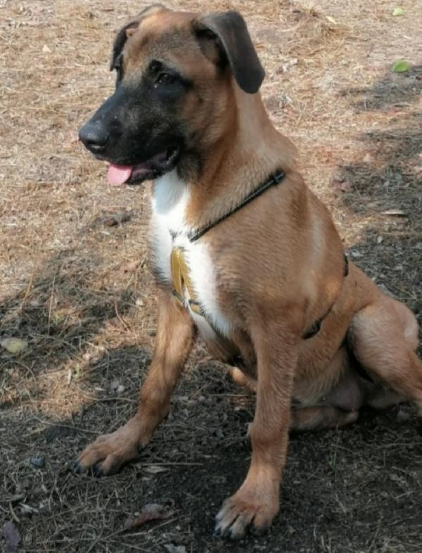 Gaia simil Pastore Malinois 3anni e mezzo sempre sola.NAPOLI Foto 2