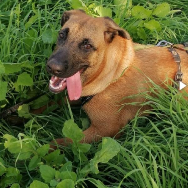 Gaia simil Pastore Malinois 3anni e mezzo sempre sola.NAPOLI Foto 4