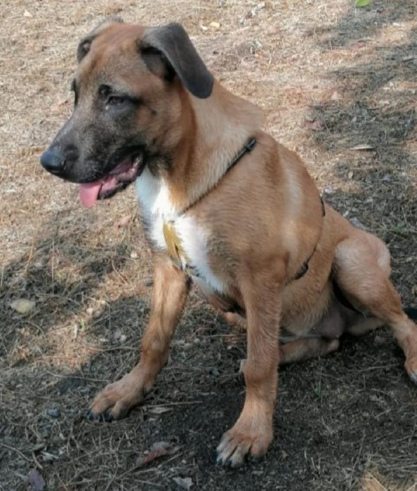 Gaia simil Pastore Malinois 3anni e mezzo sempre sola.NAPOLI Foto 6