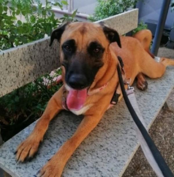 Gaia simil Pastore Malinois 3anni e mezzo sempre sola.NAPOLI Foto 7