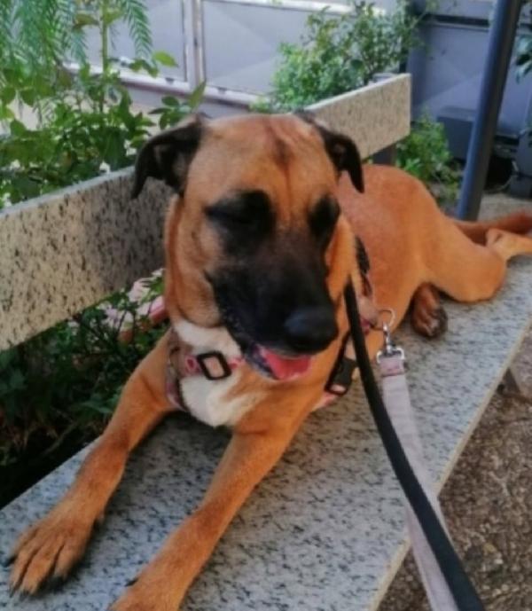 Gaia simil Pastore Malinois 3anni e mezzo sempre sola.NAPOLI Foto 8