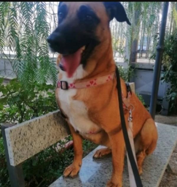 Gaia simil Pastore Malinois 3anni e mezzo sempre sola.NAPOLI Foto 9