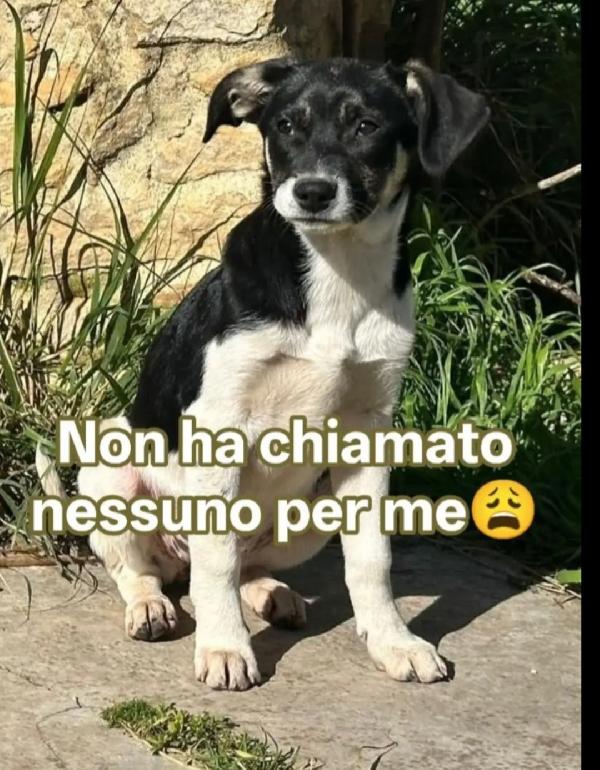 Pepe 5Mesi E 1/2  Nessuno Ha Chiamato X Lui! Sicilia