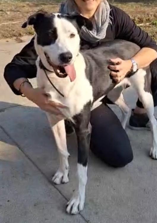 Femmina mix Amstaff 5anni aspetta da cucciola.CREMONA Foto 2
