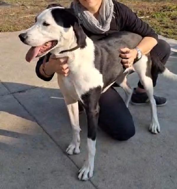 Femmina mix Amstaff 5anni aspetta da cucciola.CREMONA Foto 3