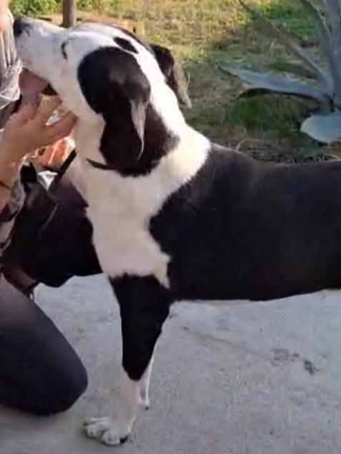 Femmina mix Amstaff 5anni aspetta da cucciola.CREMONA Foto 4