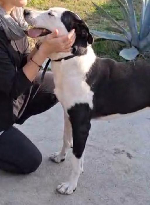 Femmina mix Amstaff 5anni aspetta da cucciola.CREMONA Foto 5