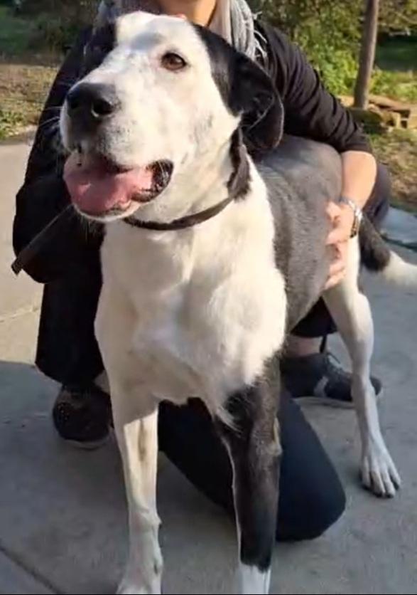 Femmina mix Amstaff 5anni aspetta da cucciola.CREMONA Foto 6