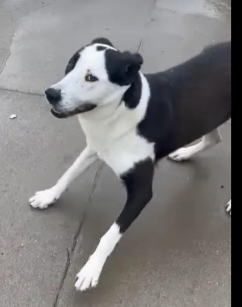 Femmina mix Amstaff 5anni aspetta da cucciola.CREMONA Foto 7