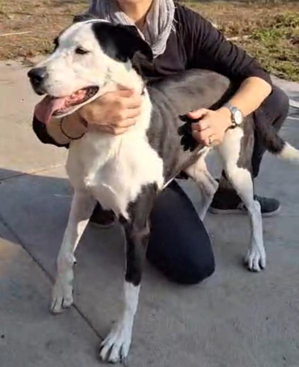 Femmina mix Amstaff 5anni aspetta da cucciola.CREMONA Foto 8