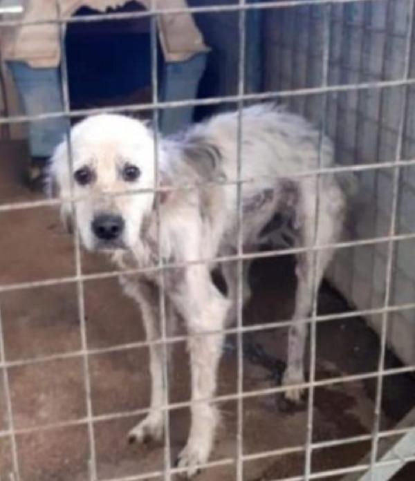 Salvo 9anni salvato rassegnato da anni in box.NAPOLI Foto 6