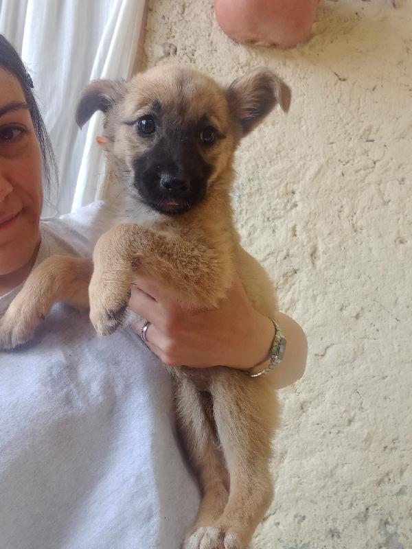 MAGO' - cucciola di 3 mesi - taglia media Foto 2