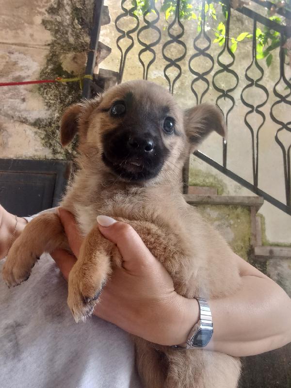 MAGO' - cucciola di 3 mesi - taglia media Foto 3