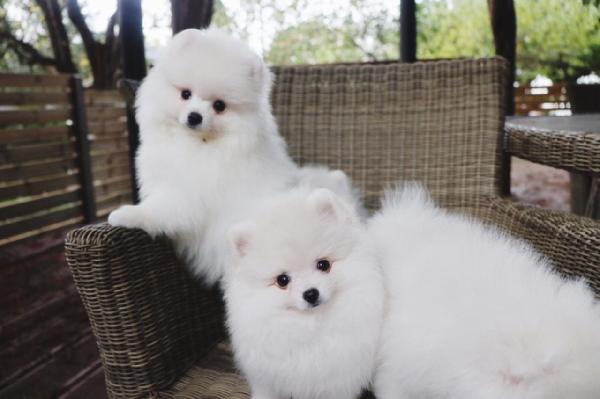 Volpino Pomerania cuccioli