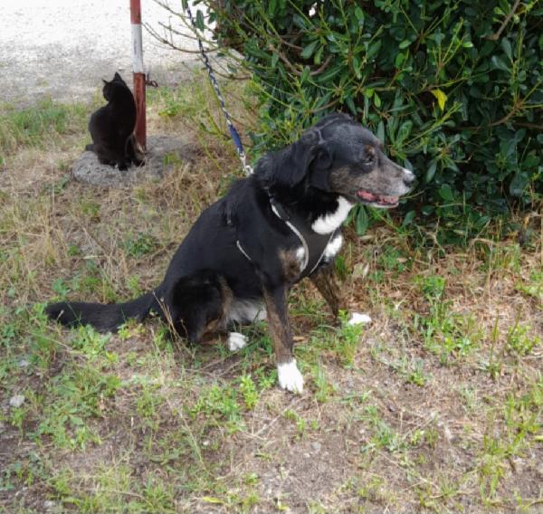 Loky 13anni A FINE MESE SENZA CASA!! HELP MILANO Foto 2