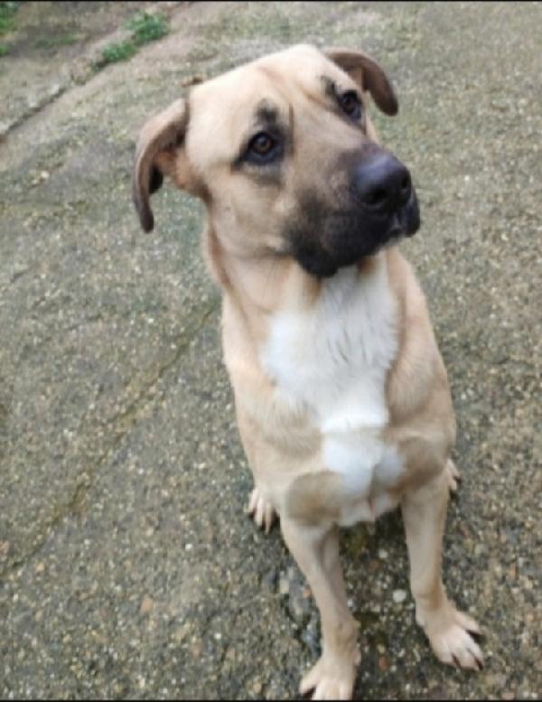 Cody 4Anni Salito Cucciolo E Rifiutato!! Milano