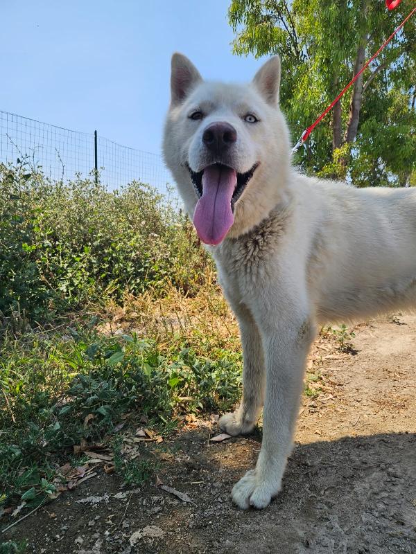 Zeus Splendido Giovane Siberian Husky Cerca Casa 