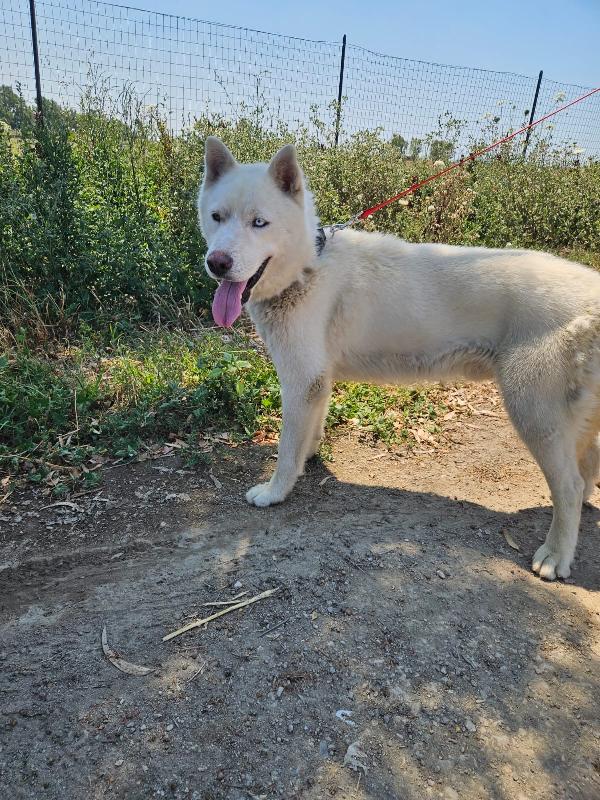 Zeus splendido giovane Siberian Husky cerca casa  Foto 2