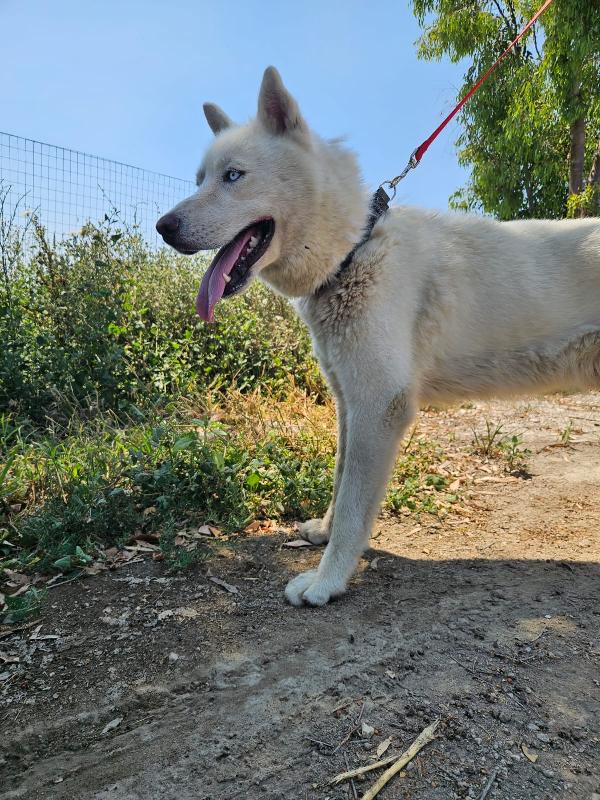 Zeus splendido giovane Siberian Husky cerca casa  Foto 3