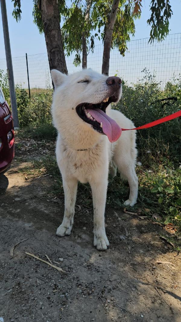 Zeus splendido giovane Siberian Husky cerca casa  Foto 4