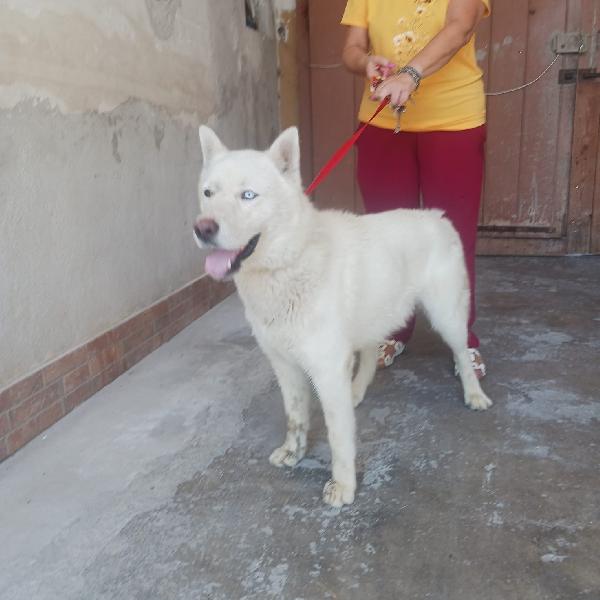 Zeus splendido giovane Siberian Husky cerca casa  Foto 5