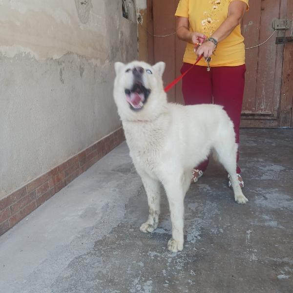 Zeus splendido giovane Siberian Husky cerca casa  Foto 6