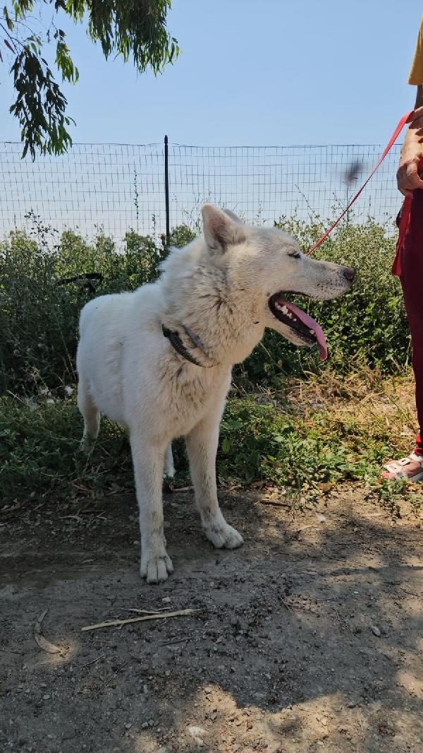 Zeus splendido giovane Siberian Husky cerca casa  Foto 7